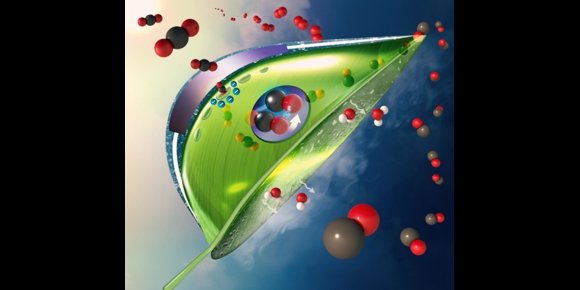 7. Una nueva hoja artificial convierte CO2 en combustible al aire libre