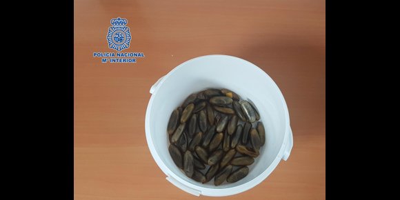 9. Detienen a un hombre en Gran Canaria tras acudir al hospital con dolor abdominal por ingerir 45 bellotas de hachís