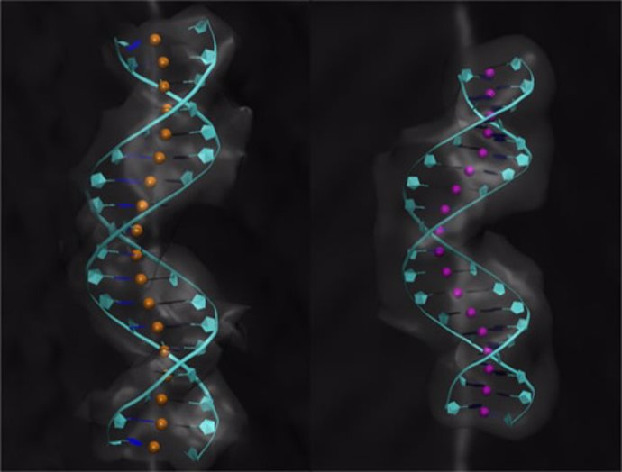 Investigadores del CSIC revelan nuevos detalles sobre la flexibilidad del ADN