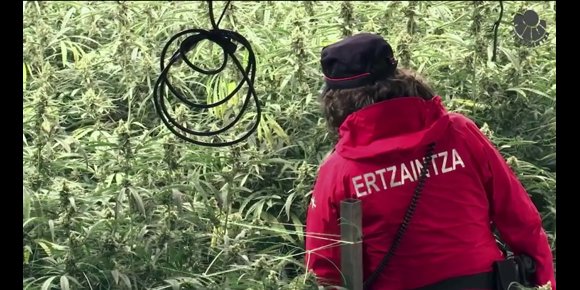 7. Detenidas siete personas y desmanteladas dos plantaciones de marihuana en Zumaia y Deba con más de 13.000 plantas
