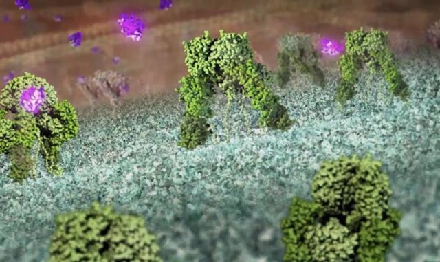 Imagen 3D de cómo la insulina interactúa con su receptor