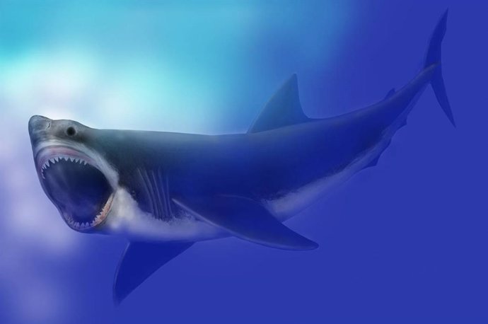 Representación artística de tiburón Megalodon de 16 metros de longitud en el Mus