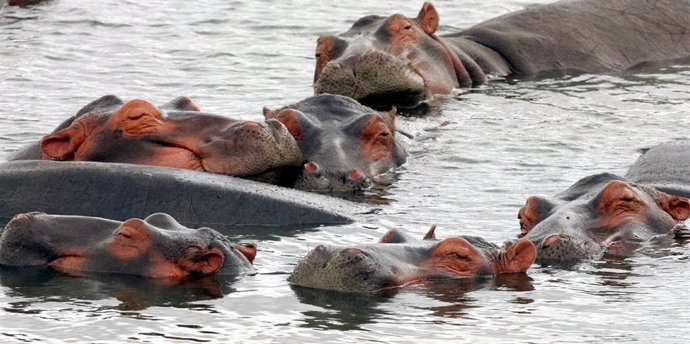 Hipopótamos en el estuario de Santa Lucía en Sudáfrica