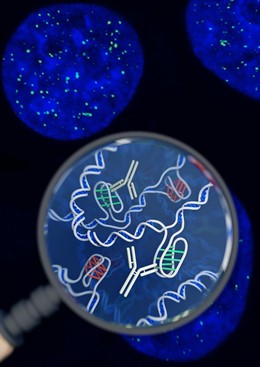 ADN en las células