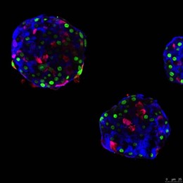 Pseudo-islotes compuestos de células alfa humanas