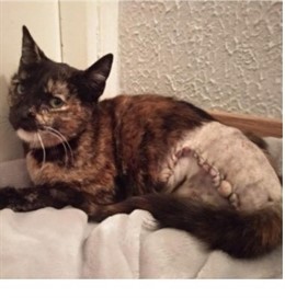 Una Asociación animista denuncia que han herido a un gato disparándole perdigone