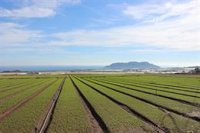 Asaja Águilas reclama una fiscalidad agraria "que no asfixie al campo murciano"