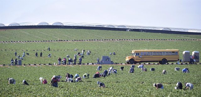 Farmworkers pick strawberries at a farm in the town of San Quintin, Baja Califor