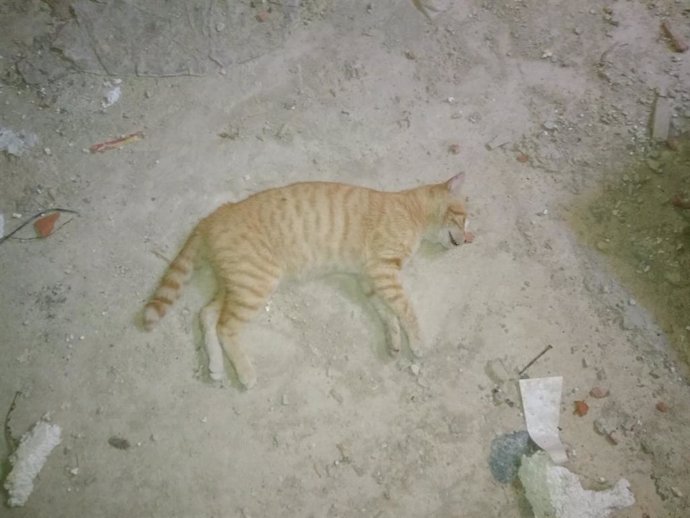 Uno de los felinos muertos en Cabra