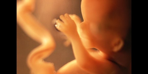 10. Los elementos fundamentales para el desarrollo del pene