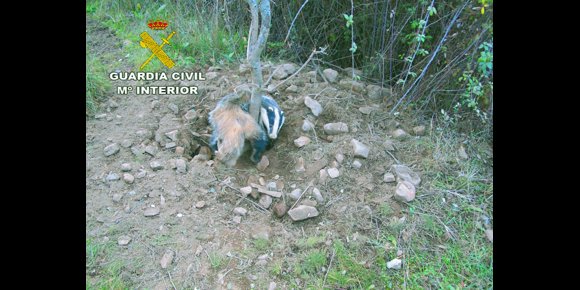 7. Agentes del Seprona rescatan a un tejón atrapado en un lazo en Valdemanco del Estera