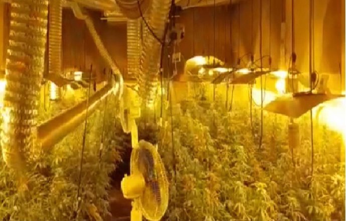 Casi 2.000 plantas intervenidas por la Guardia Civil en Arganda del Rey