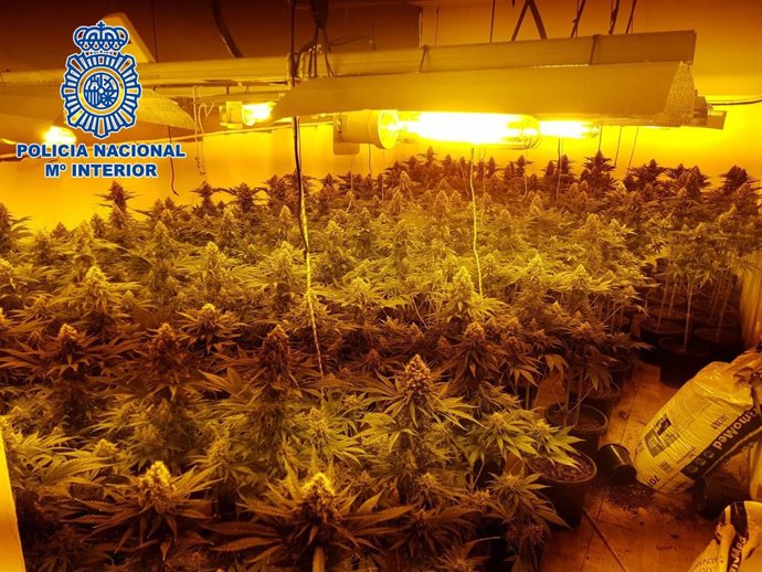 Plantación desmantelada en la operación