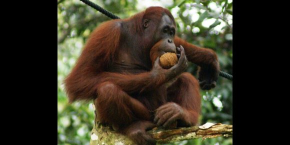 9. Los orangutanes consideran opciones antes de tomar una decisión