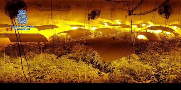 8. Desmantelado un laboratorio clandestino de marihuana en Torralba de Oropesa