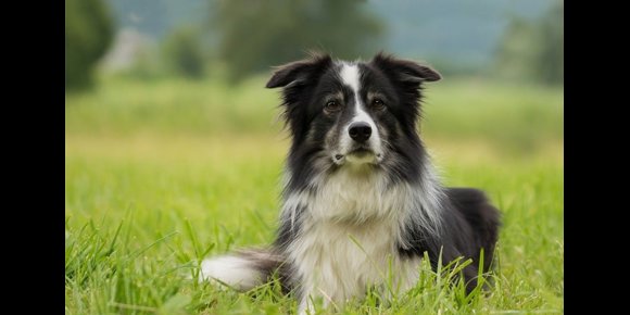 9. Gobierno riojano aprueba interponer un recurso de inconstitucionalidad contra le Ley de Protección de los Animales