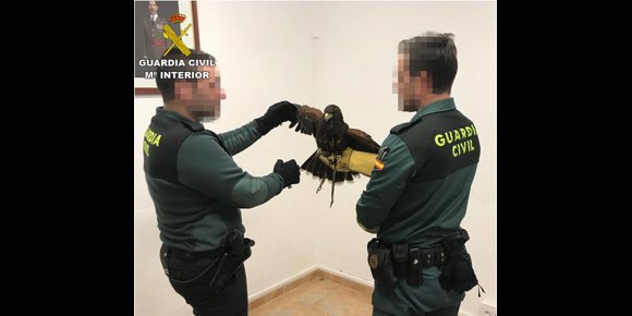 1. Localizan un ejemplar de águila Harris en un camino de Benejúzar