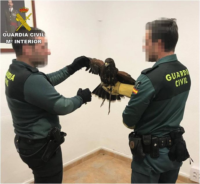 Dos agentes sostienen el ejemplar de águila Harris localizada en Benejúzar.