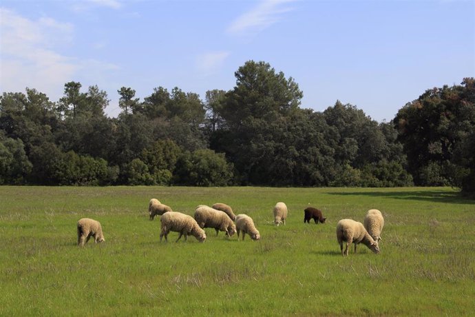 Un rebaño de ovejas