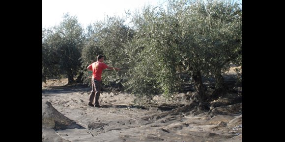 10. El Ministerio de Agricultura encomienda a la UCO trabajos sobre identificación varietal de olivo