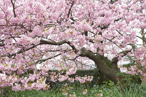 Cerezo en flor en Japón