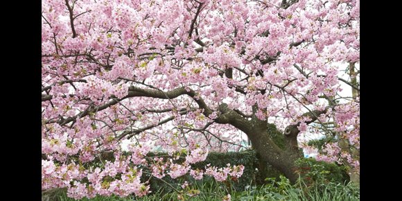 1. Japón se tiñe de rosa a mediados de marzo