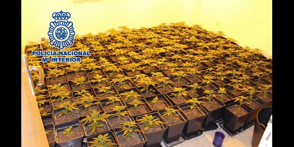 8. Desmantelan una plantación de cannabis en una vivienda ocupada en Málaga capital