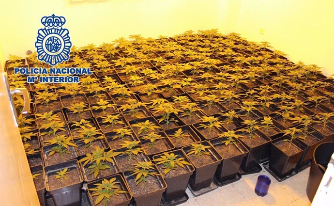 Cultivo de cannabis intervenido en Ciudad Jardín