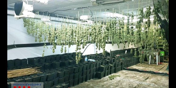 1. Intervienen 160 kilos de cogollos de marihuana en una nave en Vulpellac (Girona)