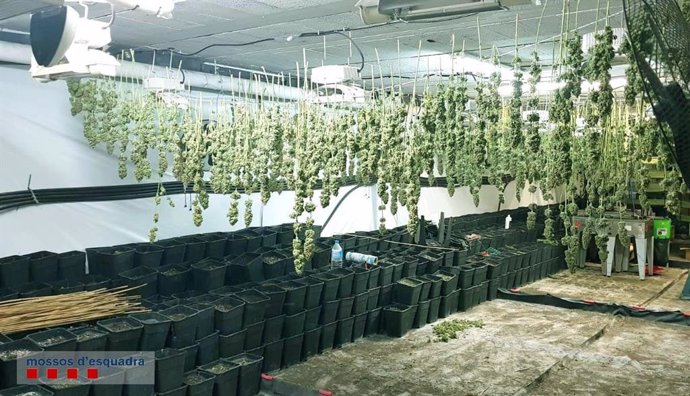 Los Mossos inrervienen 160 kilos de cogollos de marihuana
