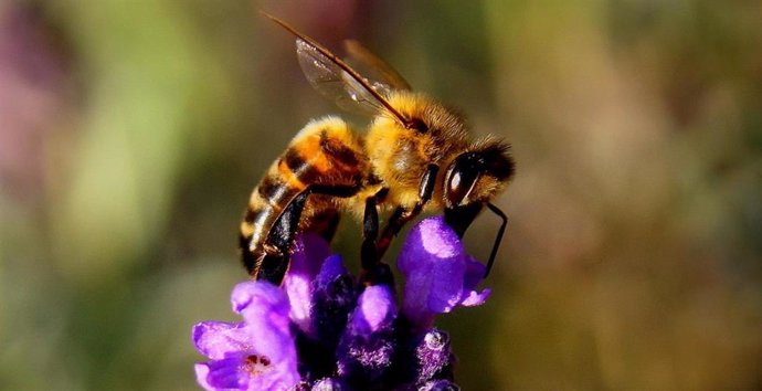 Una abeja durante la polinización
