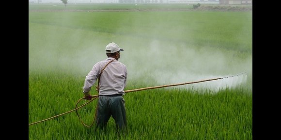 10. La exposición al DDT, relacionada con riesgo de cáncer de mama hasta los 54 años