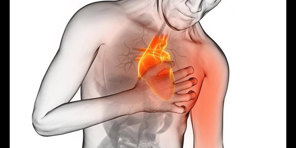 7. Hallan la forma de promover la regeneración del tejido del corazón en adultos