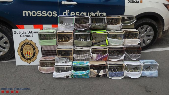 Els Mossos intervenen a Cornell (Barcelona) més de 100 ocells protegits