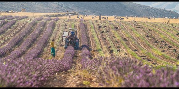 9. La Cátedra Bantierra-Ruralia de la UZ organiza el VII Encuentro de Desarrollo Rural Sostenible