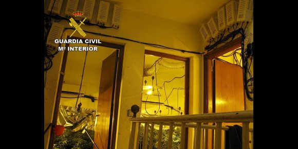 7. Detenido un joven con 300 plantas de marihuana en su vivienda de Los Llanos de Vícar (Almería)