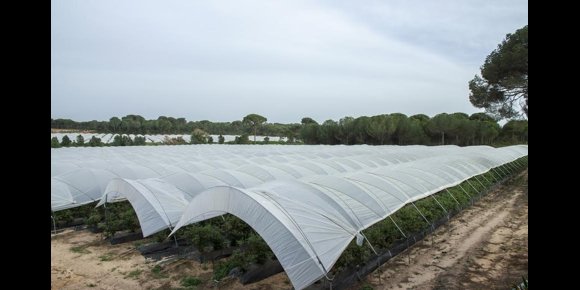 3. Asaja exige una solución a la falta de jornaleros en Huelva tras la baja participación en la oferta del SAE