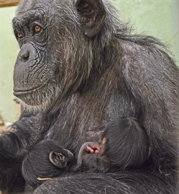 Chimpancés recién nacidos en el Bioparc