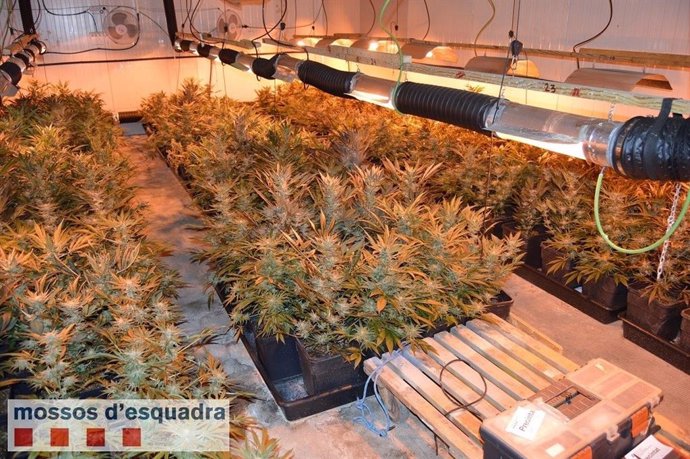Plantación de marihuana descubierta por los Mossos dEsquadra en una nave de Lle
