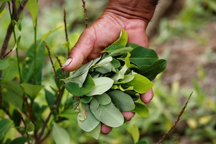 Cultivo de coca en Colombia