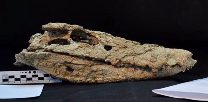 Cráneo del cocodrilo 'Barrosasuchus neuquenianus'