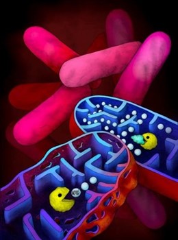 Nueva toxina degradante NAD + desencadena la muerte celular de bacterias causant
