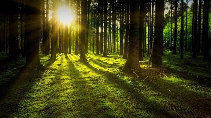 Los árboles jóvenes son un 25% más eficaces absorbiendo carbono