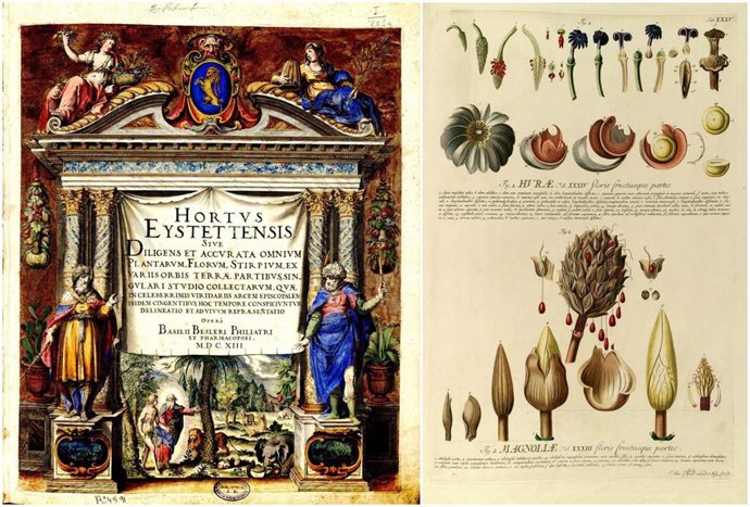 Página de un libro antiguo de botánica