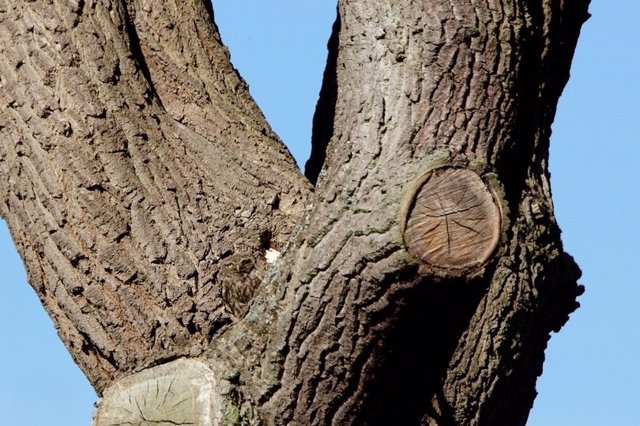 En esta fotografía hay un búho camuflado en el árbol que muchos creen "imposible