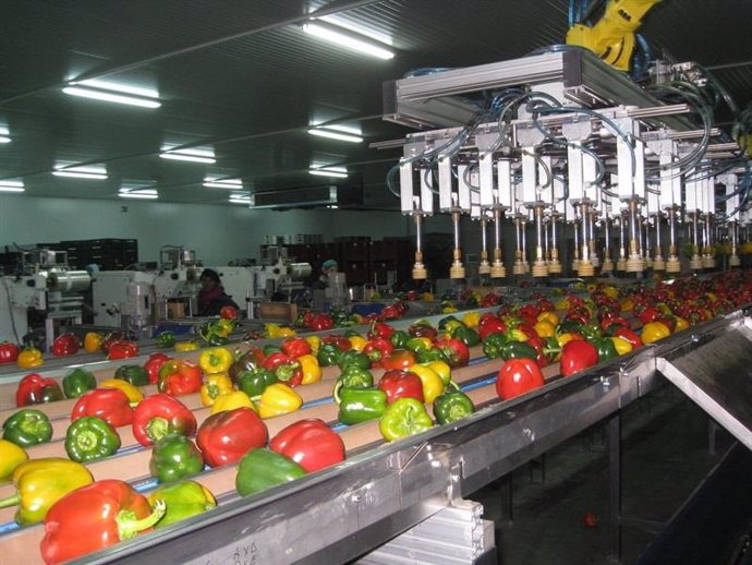 Pimientos en una planta de Alhóndiga La Unión