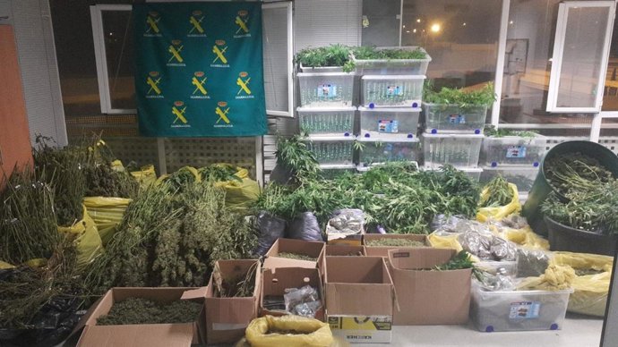 Plantació de marihuana en cala Vedella