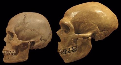 Isótopos en huesos indican que los neandertales comían carne fresca