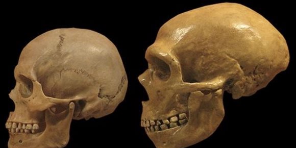 5. Isótopos en huesos indican que los neandertales comían carne fresca