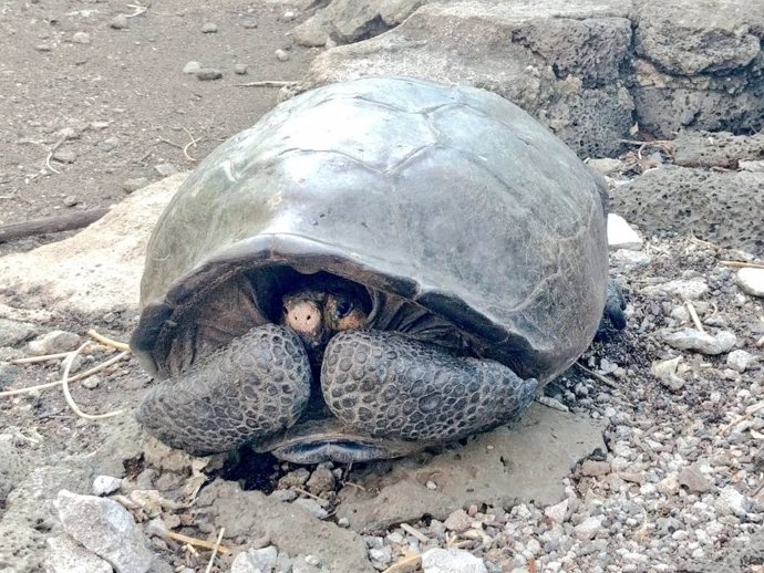Hallan en Galápagos una tortuga gigante que se creía extinta desde hace 100 años